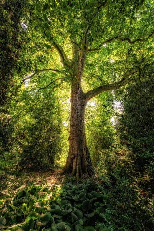 Baum